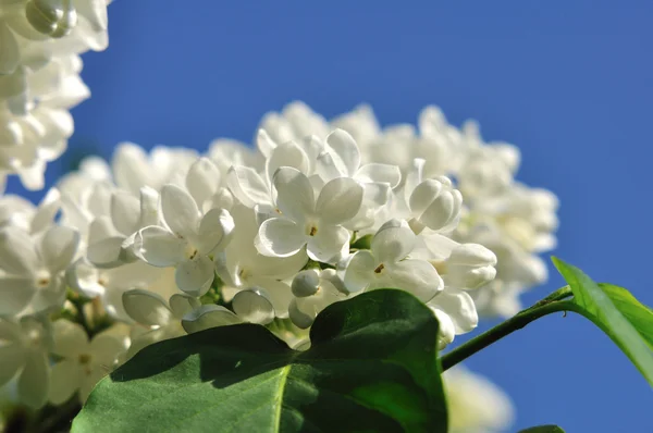 stock image White lilac in a garden.