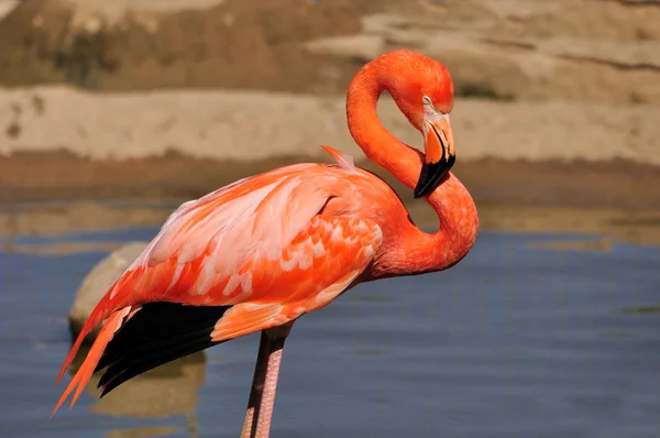 Sich ausruhen rosa Flamingo. — Stockfoto