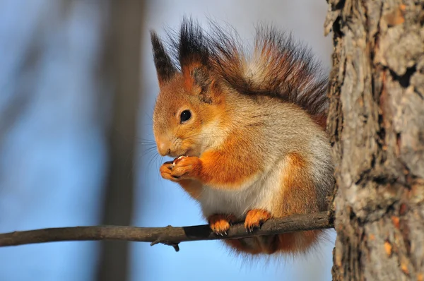 Rotes Eichhörnchen auf einem Ast. — Stockfoto