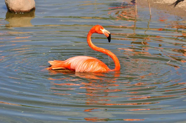 Отдыхая, розовый фламинго . — стоковое фото