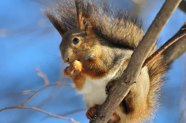 Red squirrel eats a nut. — Stock Photo, Image