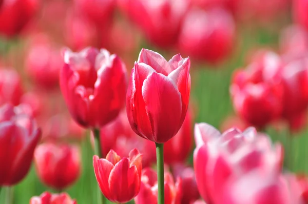 stock image Spring red tulips.