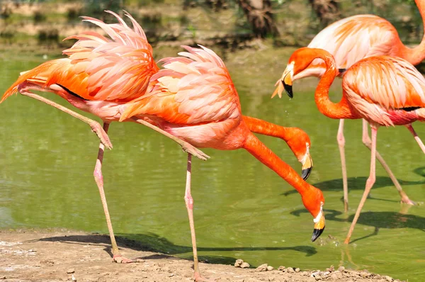 Rosafarbene Flamingos am See. — Stockfoto