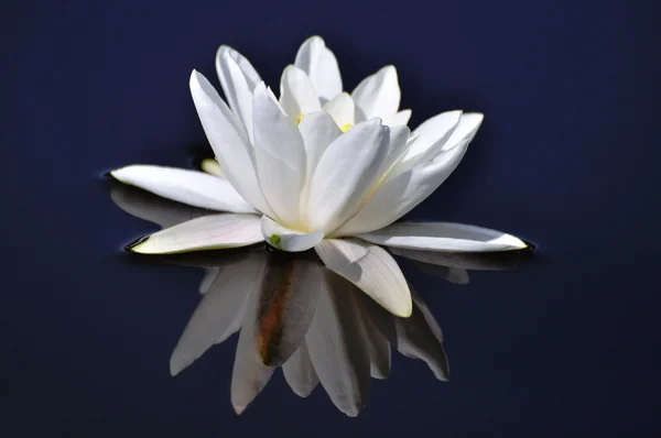 stock image White water lily.