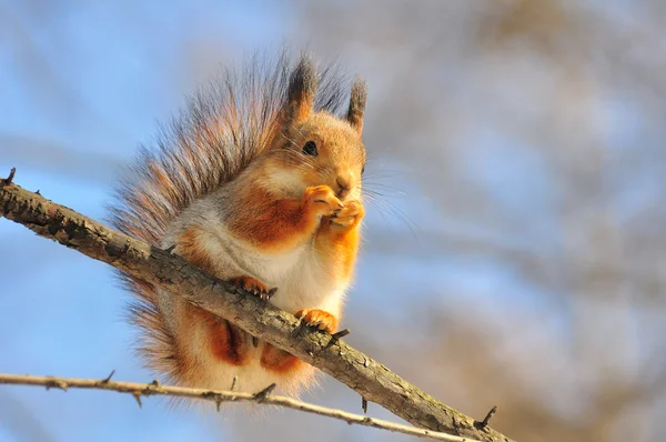 Rotes Eichhörnchen frisst eine Mutter. — Stockfoto