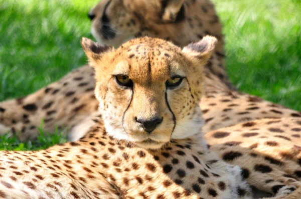 Joven guepardo en un zoológico . — Foto de Stock