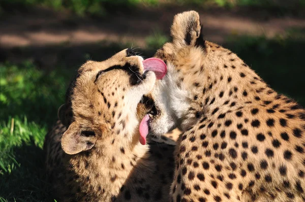 Giovani ghepardi in uno zoo . — Foto Stock