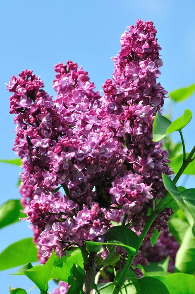 stock image Lilac in park.