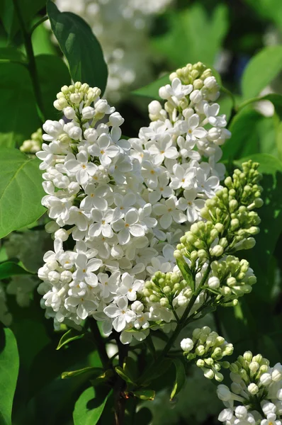 stock image Flowers of a white lilac.