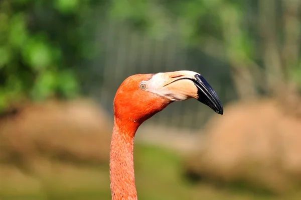 Rosafarbener Flamingo am See. — Stockfoto