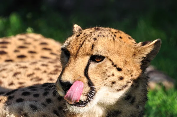 Joven guepardo en un zoológico . — Foto de Stock