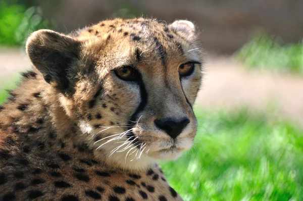 Giovane ghepardo in uno zoo . — Foto Stock