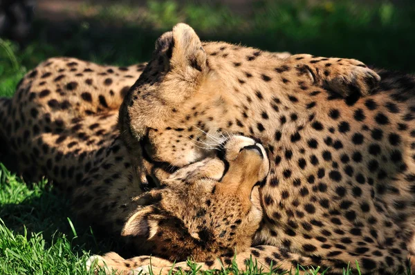 Due ghepardi che giocano . — Foto Stock
