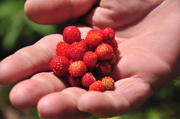 stock image Red wild strawberry.