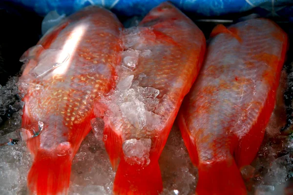 stock image Red fish
