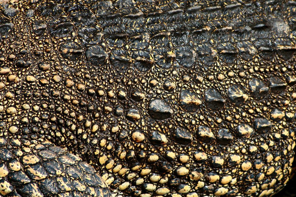 Croco skin — Stock Photo © whitehoune #3409409