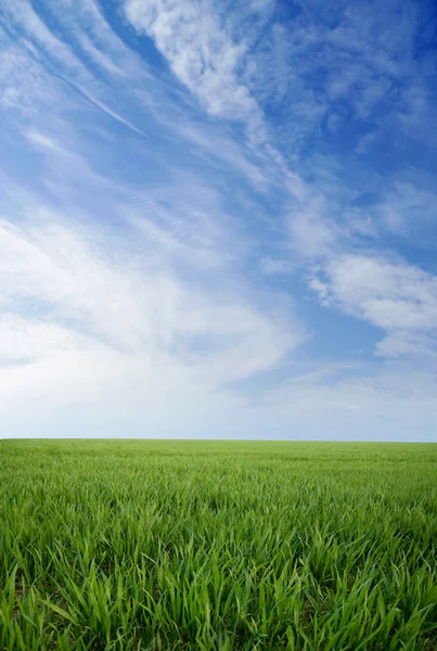 Πράσινο γρασίδι και μπλε καλοκαιρινό ουρανό — Φωτογραφία Αρχείου