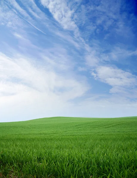 Yeşil çim ve mavi yaz göğün — Stok fotoğraf