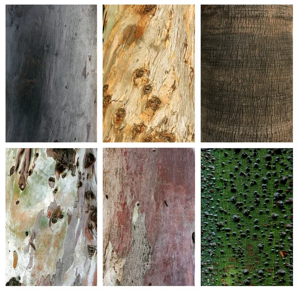 Photo collage of exotic wood trunks and textures — Stock Photo, Image
