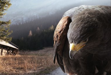 Bald eagle flying over mountains clipart