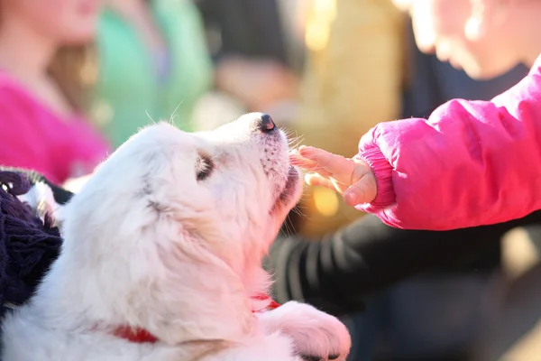 Witte puppy en children's hand. — Stockfoto