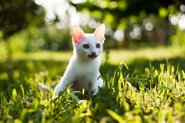 Cat hunter Royalty Free Stock Images