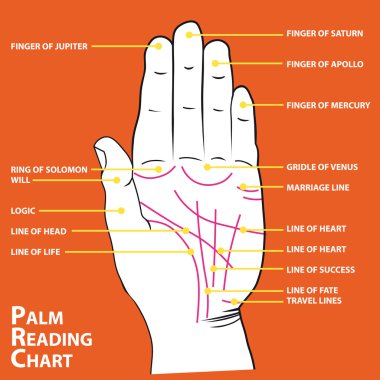 Palmistry map of the palm's main lines vector illustration clipart