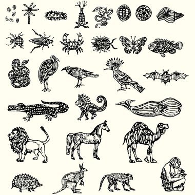 Illustration with different animals collection clipart