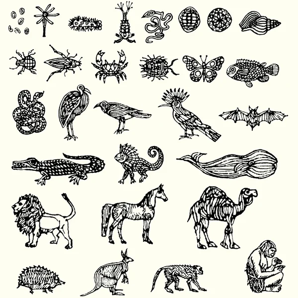 Ilustración con diferentes colecciones de animales — Vector de stock