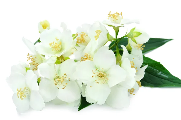 Jasmine flowers — Stock Photo, Image