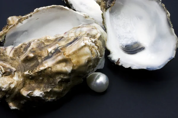 The oysters — Stock Photo, Image