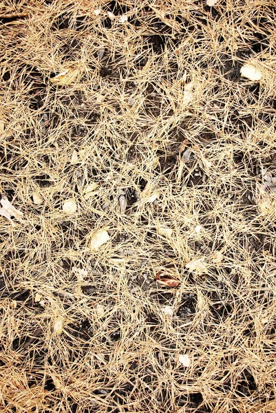 stock image Background of the cones and yellow pine needles