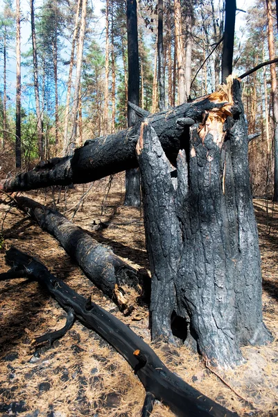 stock image Broken trees