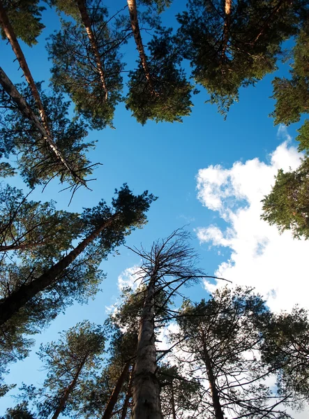 stock image The trees