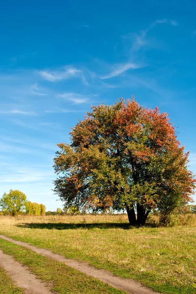 stock image Big tree on green field with blue sky