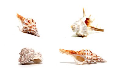 kabukları koleksiyonu