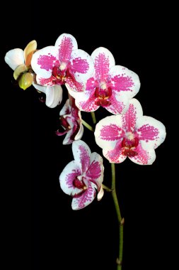 Orchid clipart