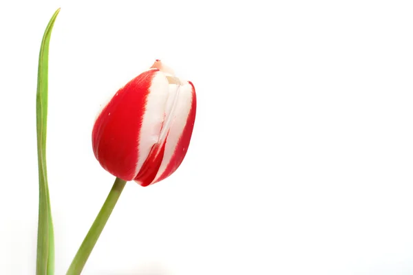Rote und weiße Tulpe — Stockfoto