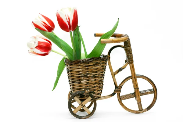 stock image Red and white tulips in flowerpot