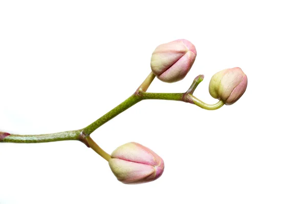 Orchid buds — Stock Photo, Image