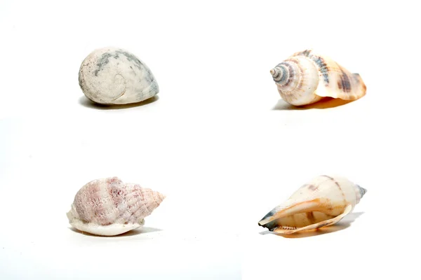 Kagyló gyűjteménye — Stock Fotó