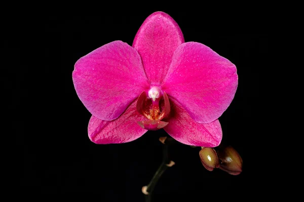 Pink orchid — Stockfoto