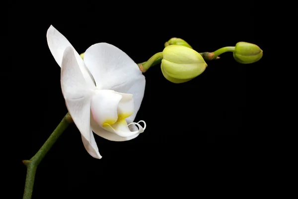 白色兰花 — 图库照片