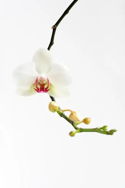 Rote und weiße Orchidee Stockbild