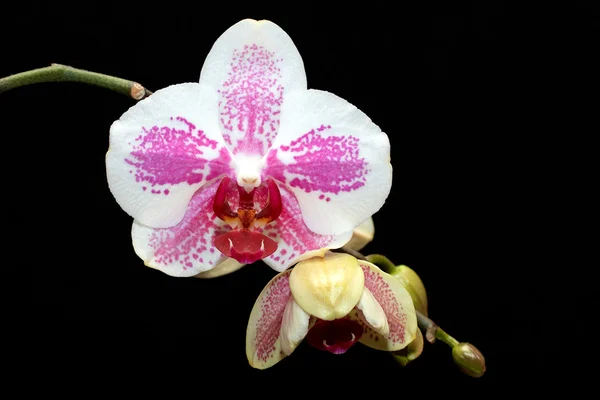 Orchidee lizenzfreie Stockbilder