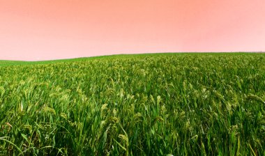 Crop landscape clipart