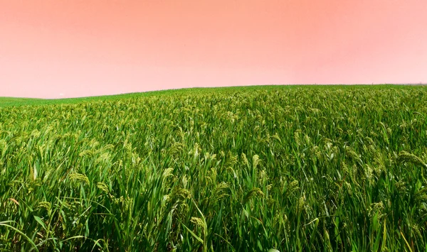 作物の風景 — ストック写真