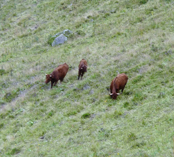 Коровы из Салеров — стоковое фото