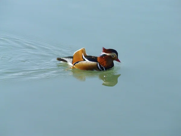 Mandarine duck — Stock Photo, Image