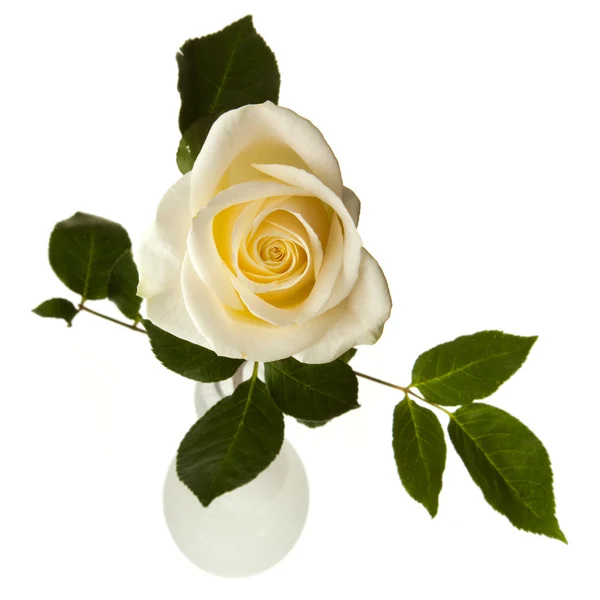 Trandafir alb izolat pe fundal alb — Fotografie, imagine de stoc